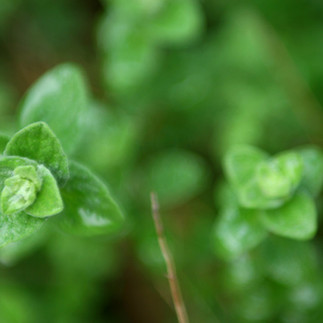 Ashwagandha es el adaptógeno que tu cuerpo pide: más fuerza, menos estrés y mejor equilibrio hormonal.
