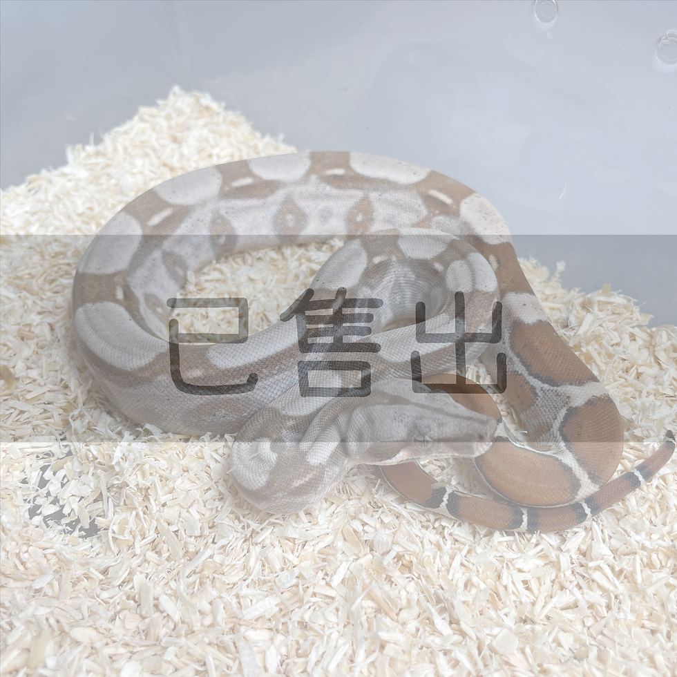 火紅尾蚺-BC0002-M