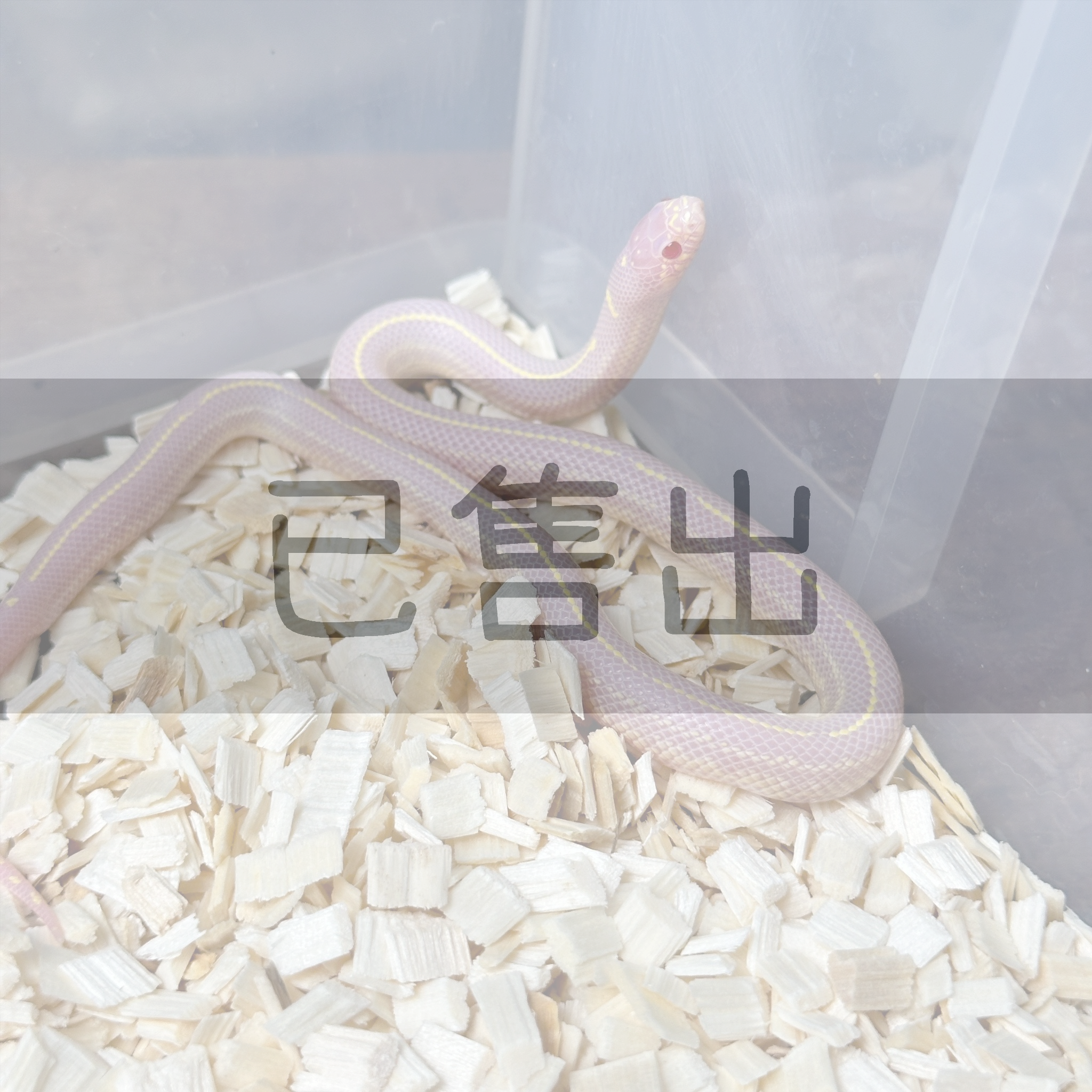 白化直線王蛇-KI0297-M