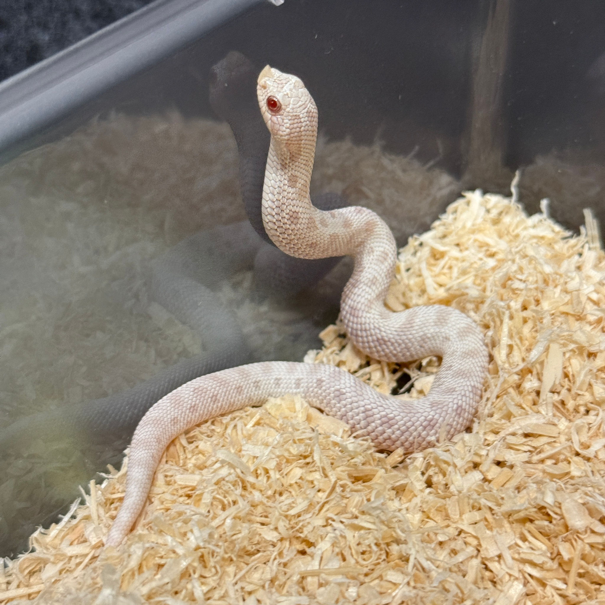 雪白康達豬鼻蛇-HN0120-F