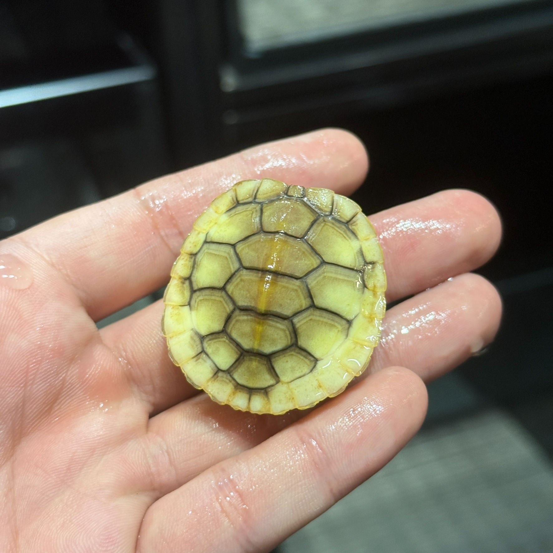 奶油焦糖巴西龜-TU0019-N