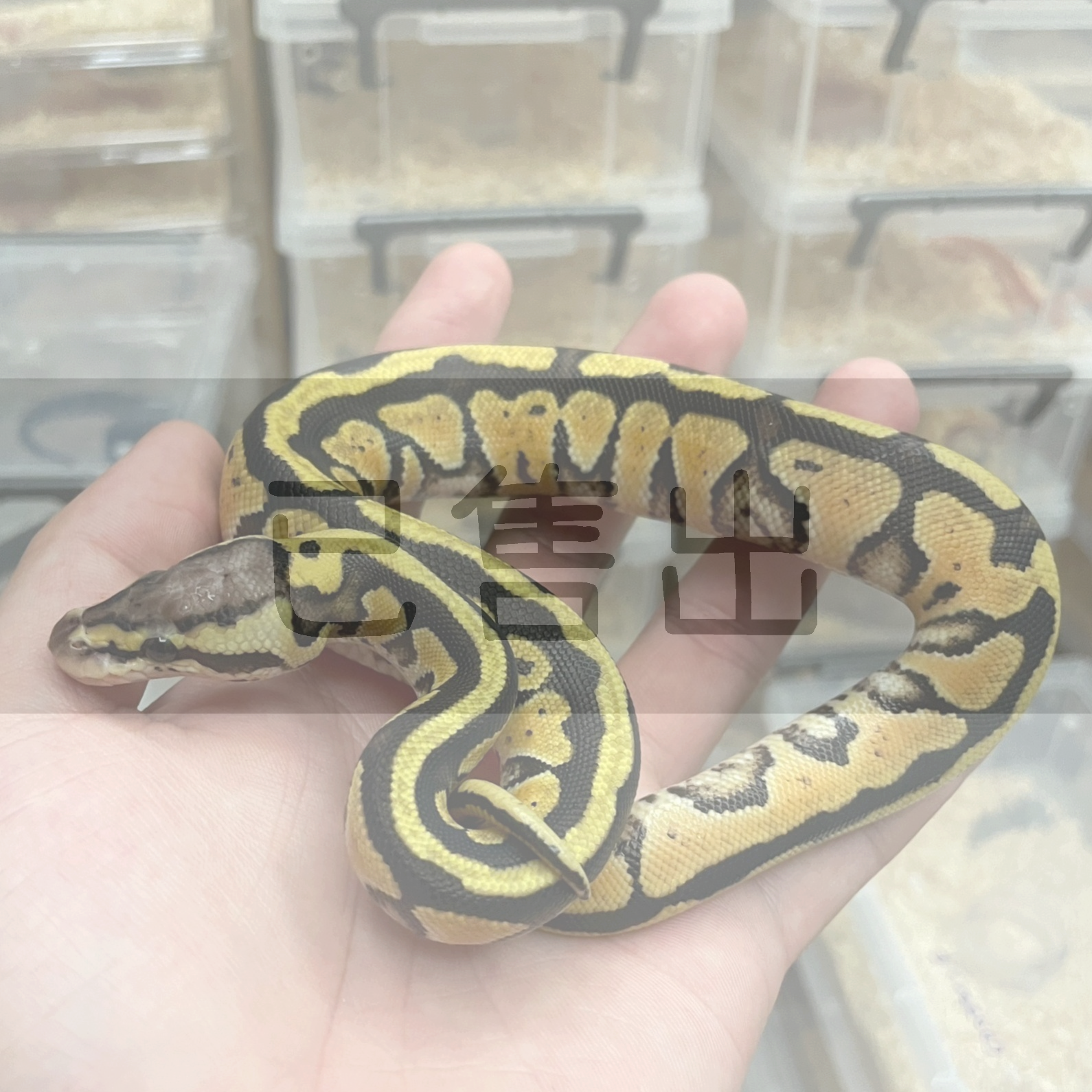 淡彩het丑-BB0001-F