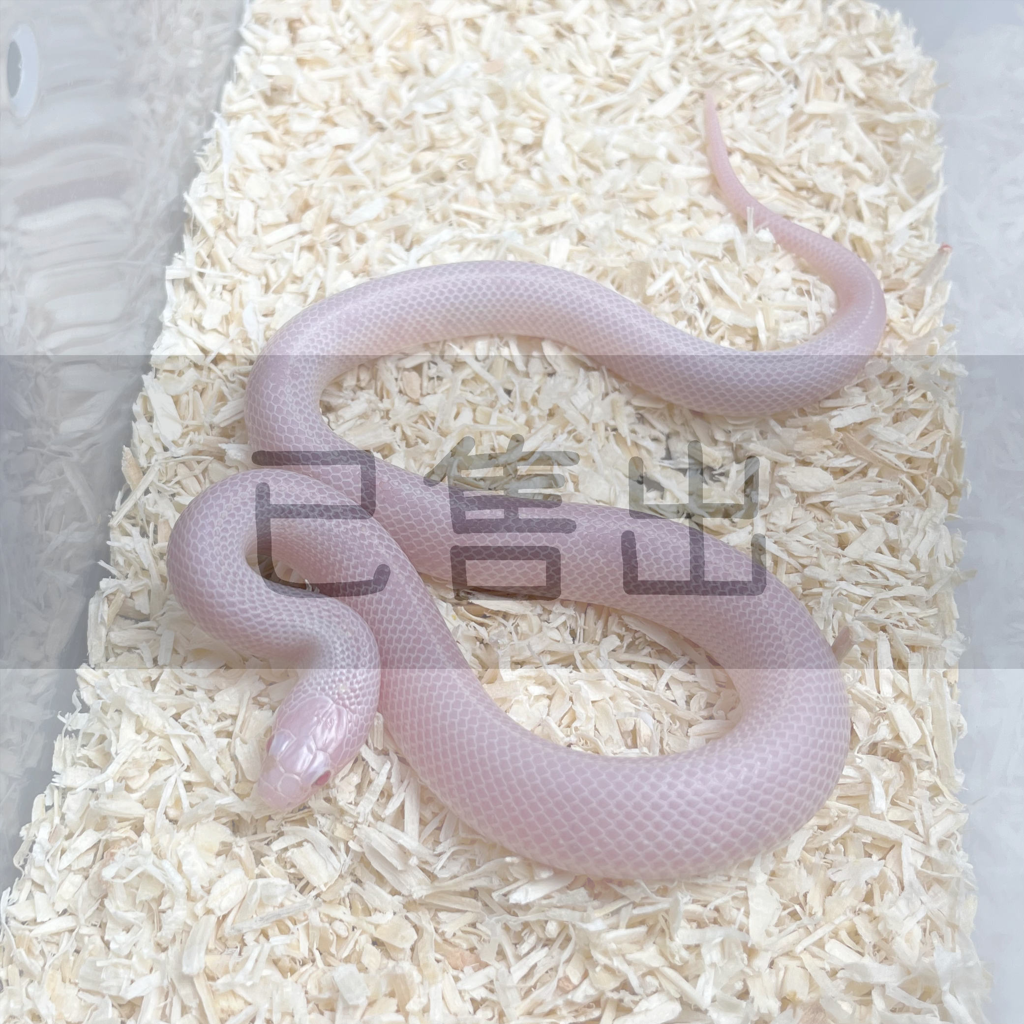 暴風雪直線王蛇KI0172-F