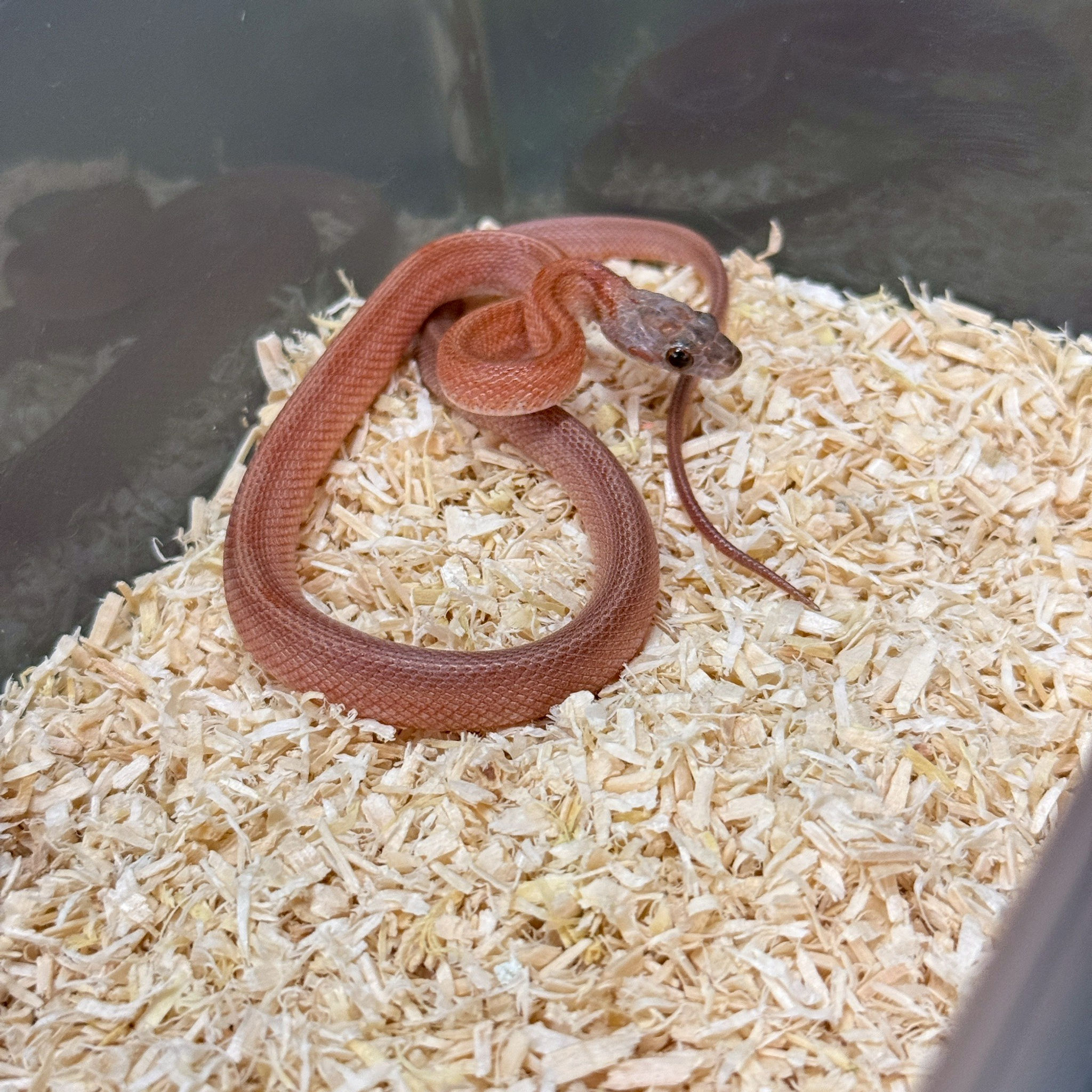 血紅直線玉米蛇-CO0375-M