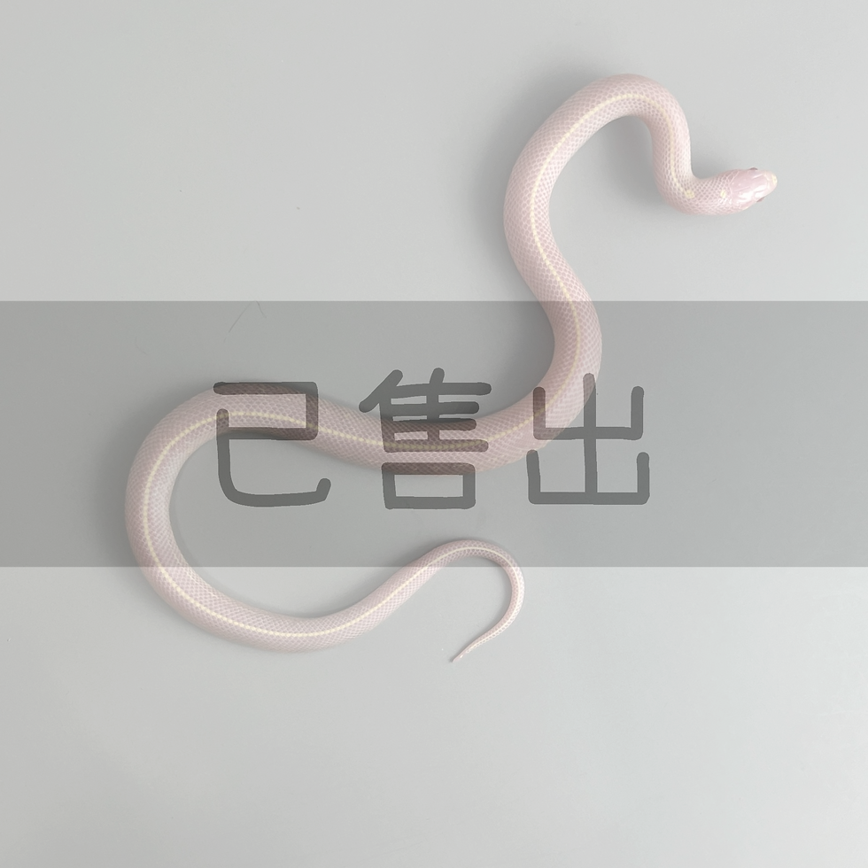 暴風雪直線-KI0112-F
