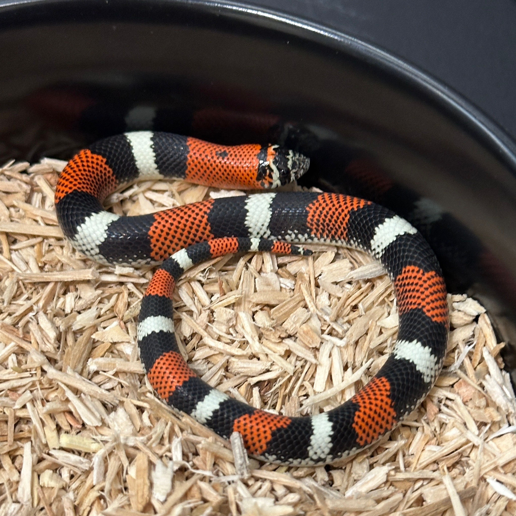 三色豬鼻蛇-HN0096-M