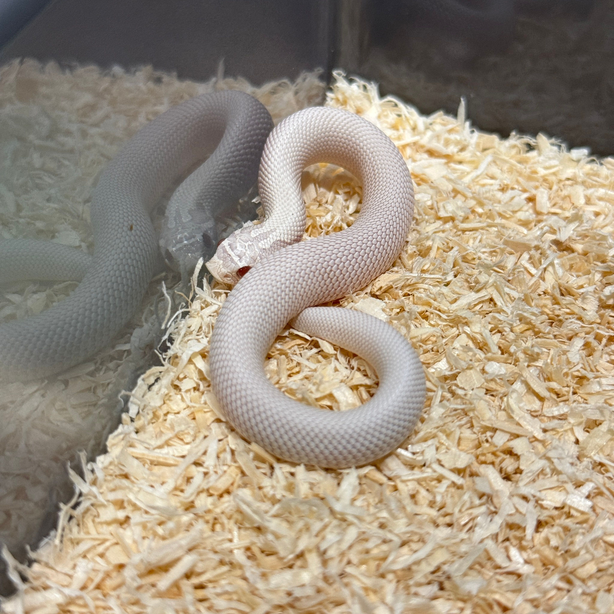 雪白超康豬鼻蛇-HN0115-F