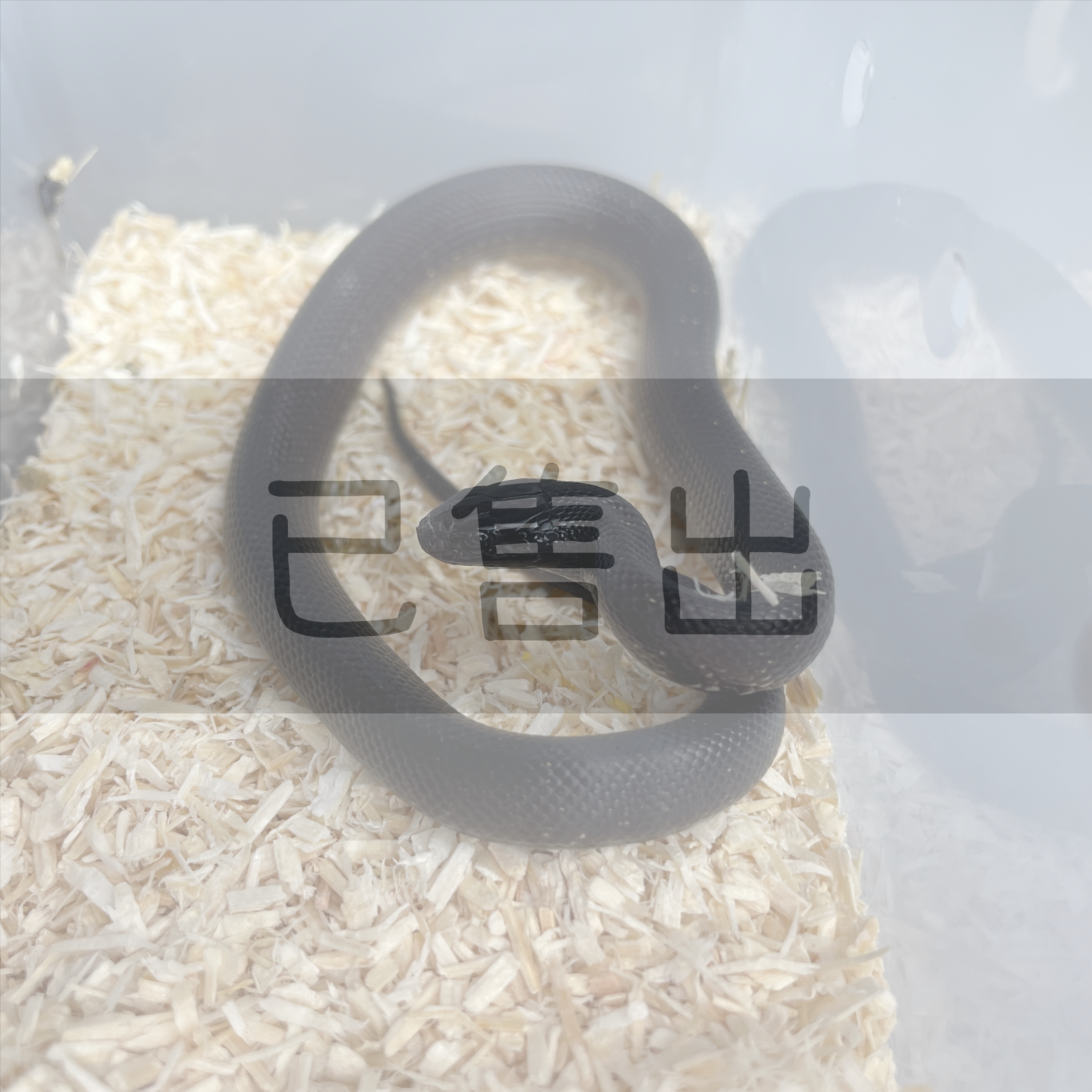 墨西哥黑王蛇KI0220-F