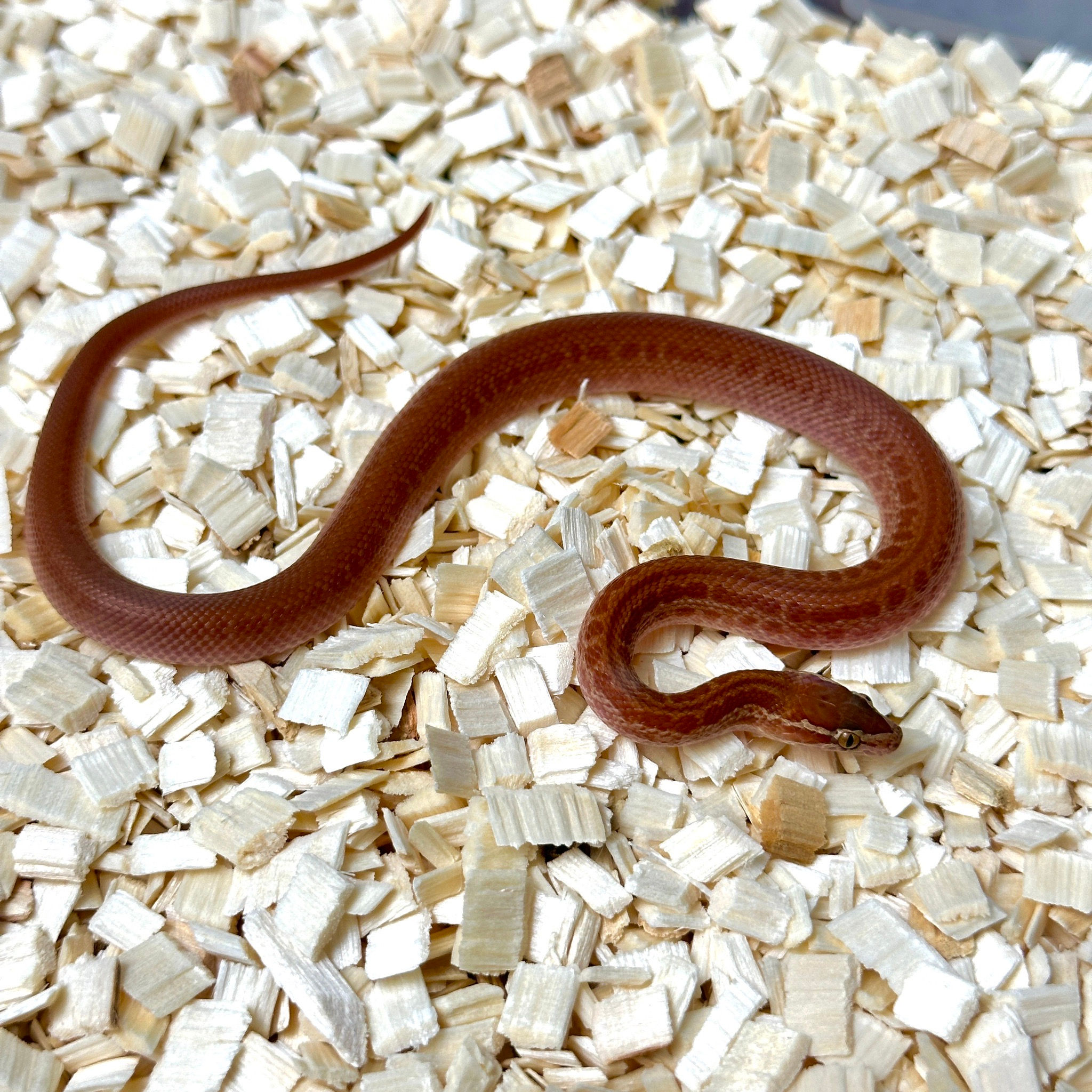 台產紅家蛇-HO0026-F