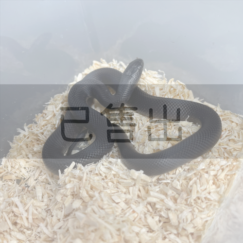 墨西哥黑王蛇KI0229-F | 渺小動物園Tiny-zoo