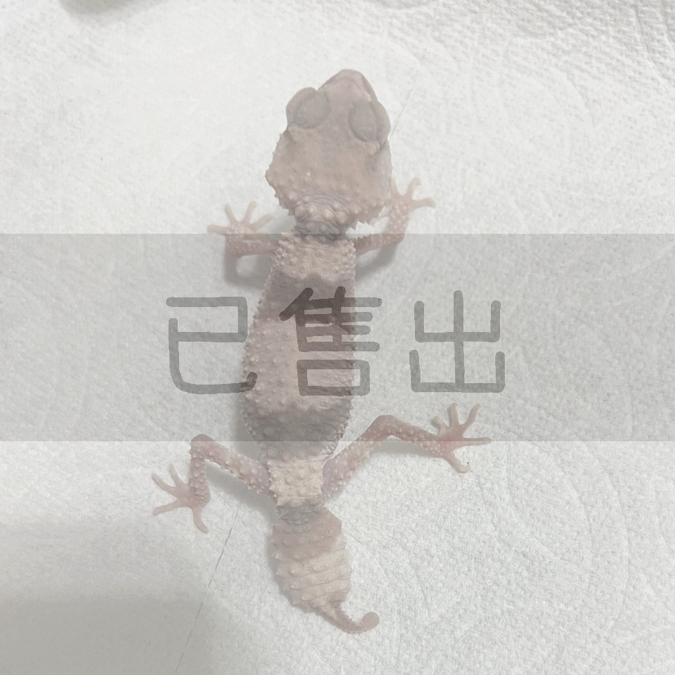 NWC橫帶棘皮瘤尾守宮-G22011-F