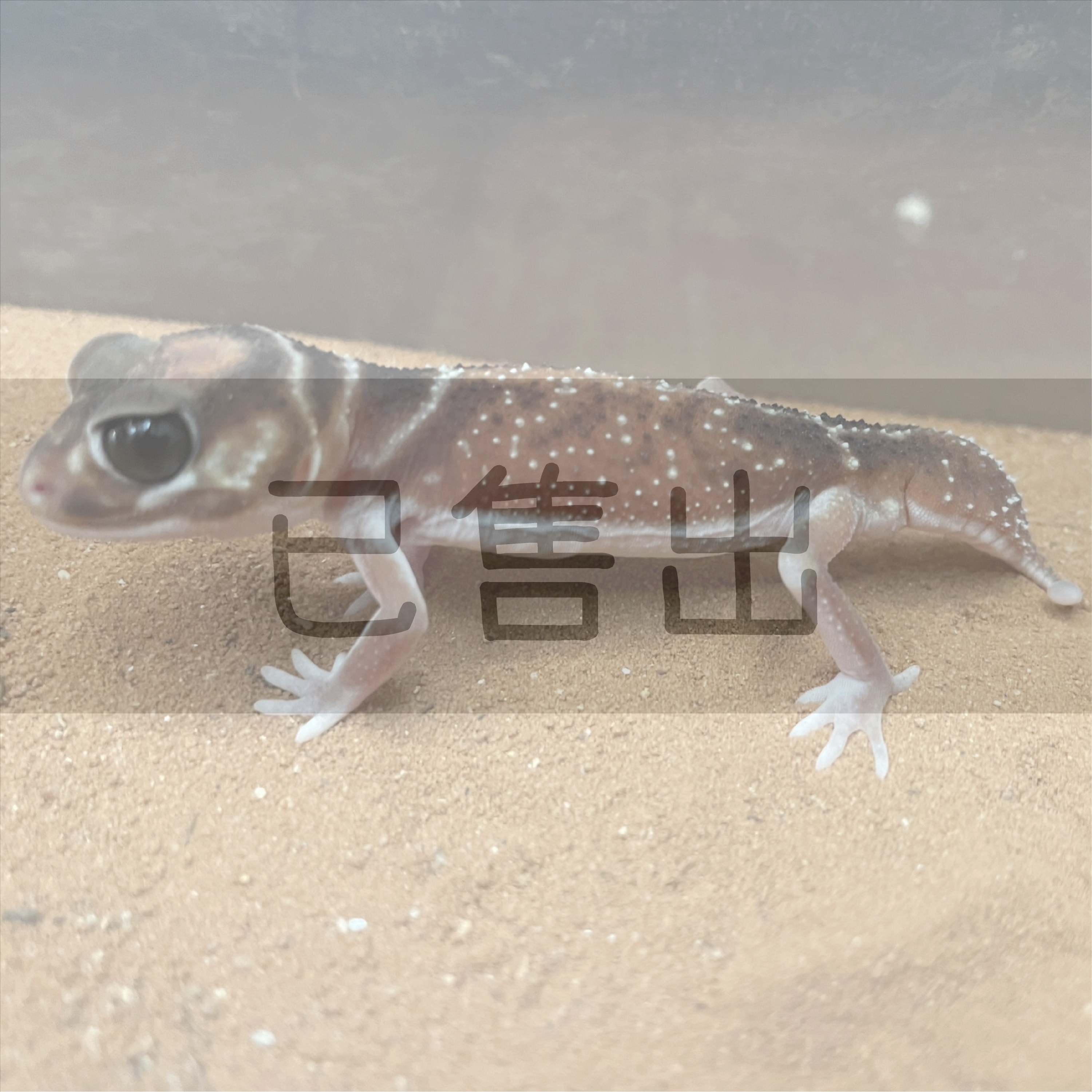 NLL細皮瘤尾守宮-G22014-M