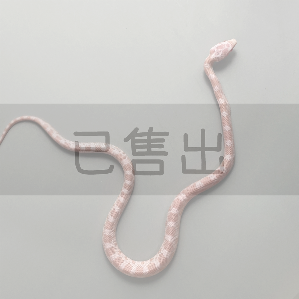 縮圖：薄荷糖-CO0077-M