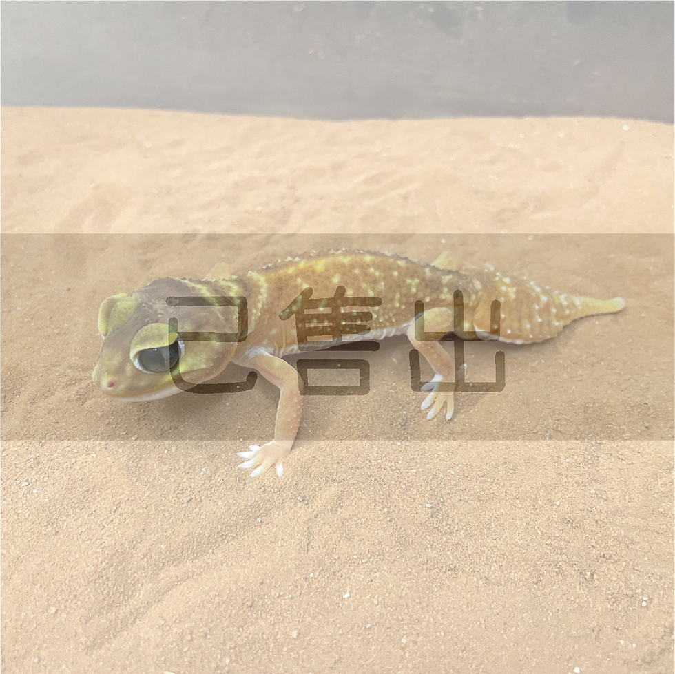 縮圖：NLL細皮瘤尾守宮-G22064-M