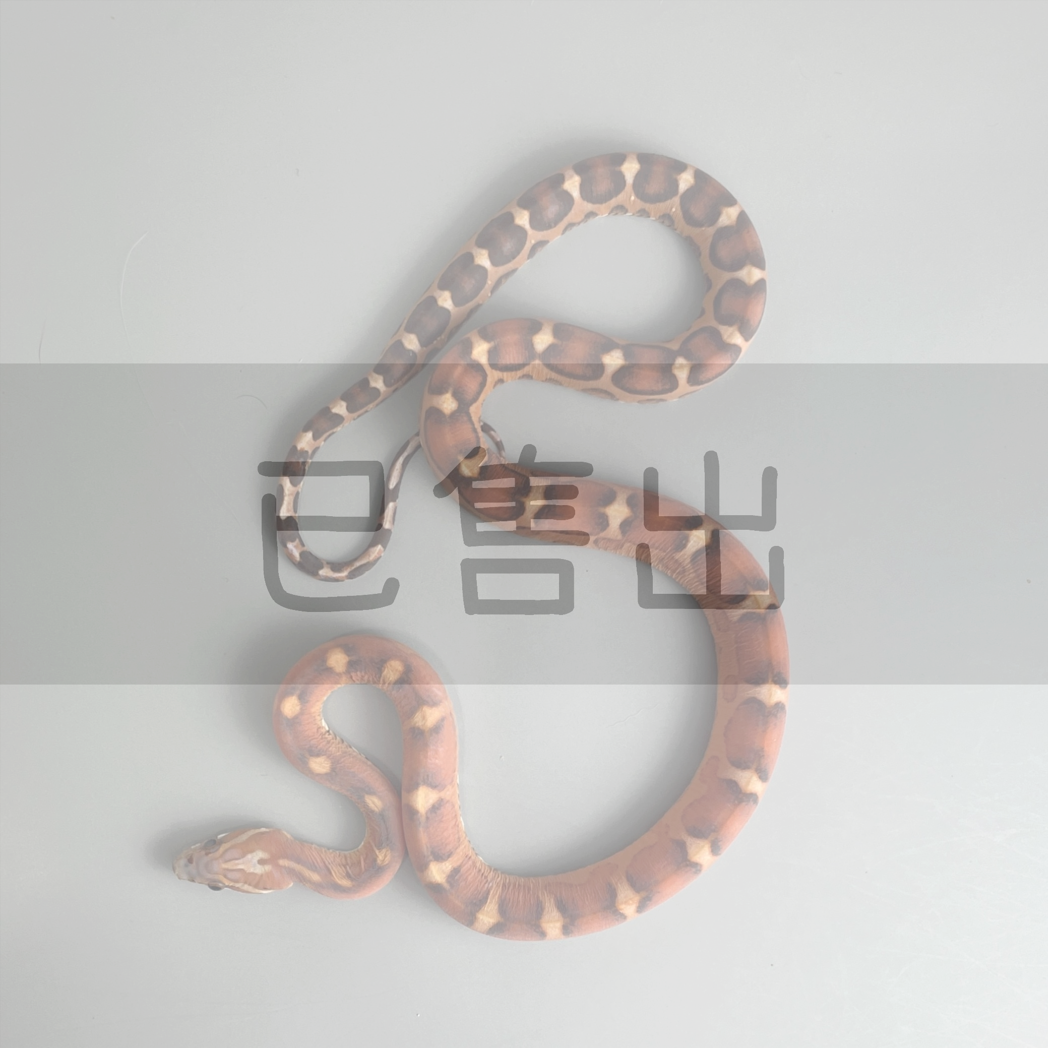 無鱗玉米蛇-CO0119-M