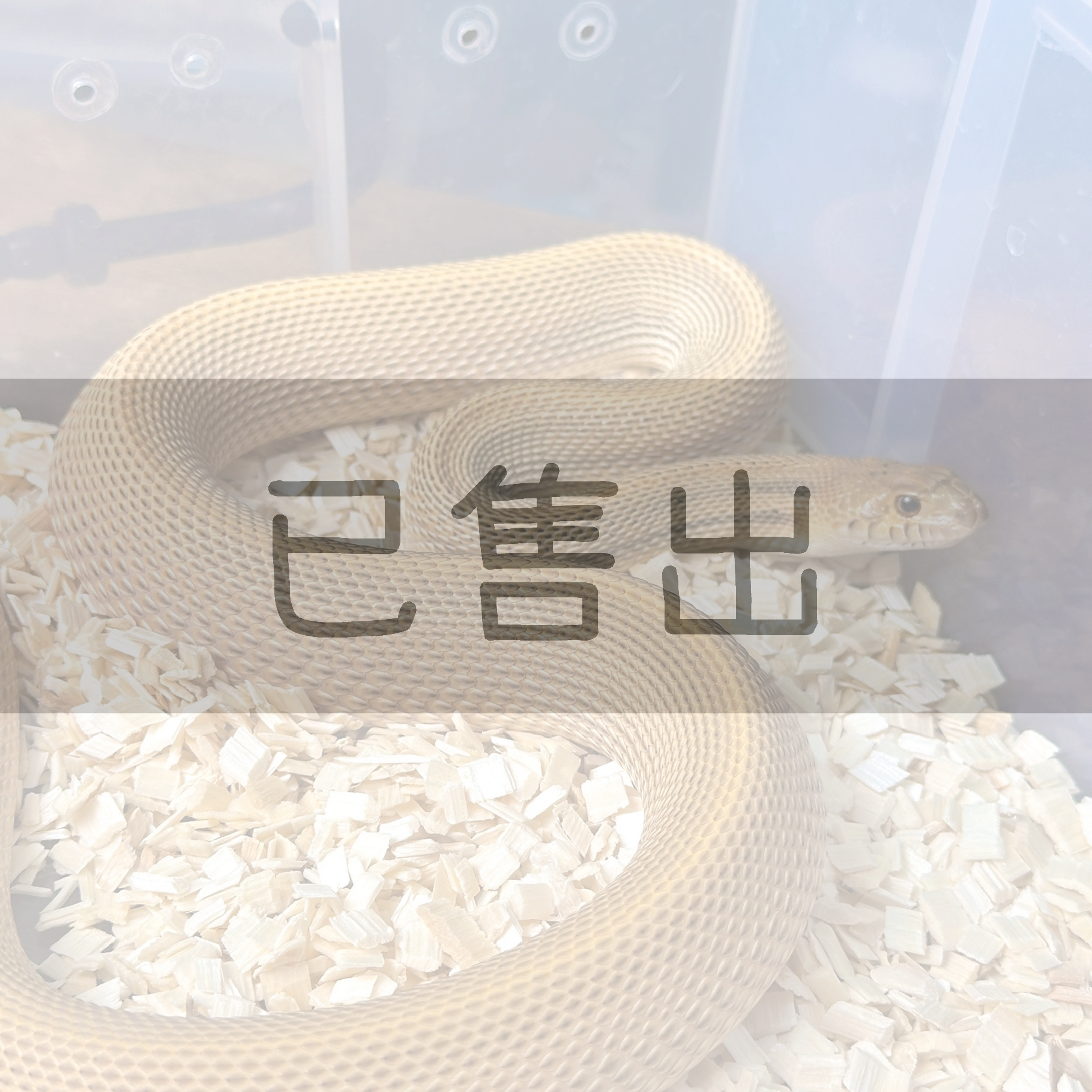 海波無紋牛蛇het白化白牆缺黃-BU0024-M