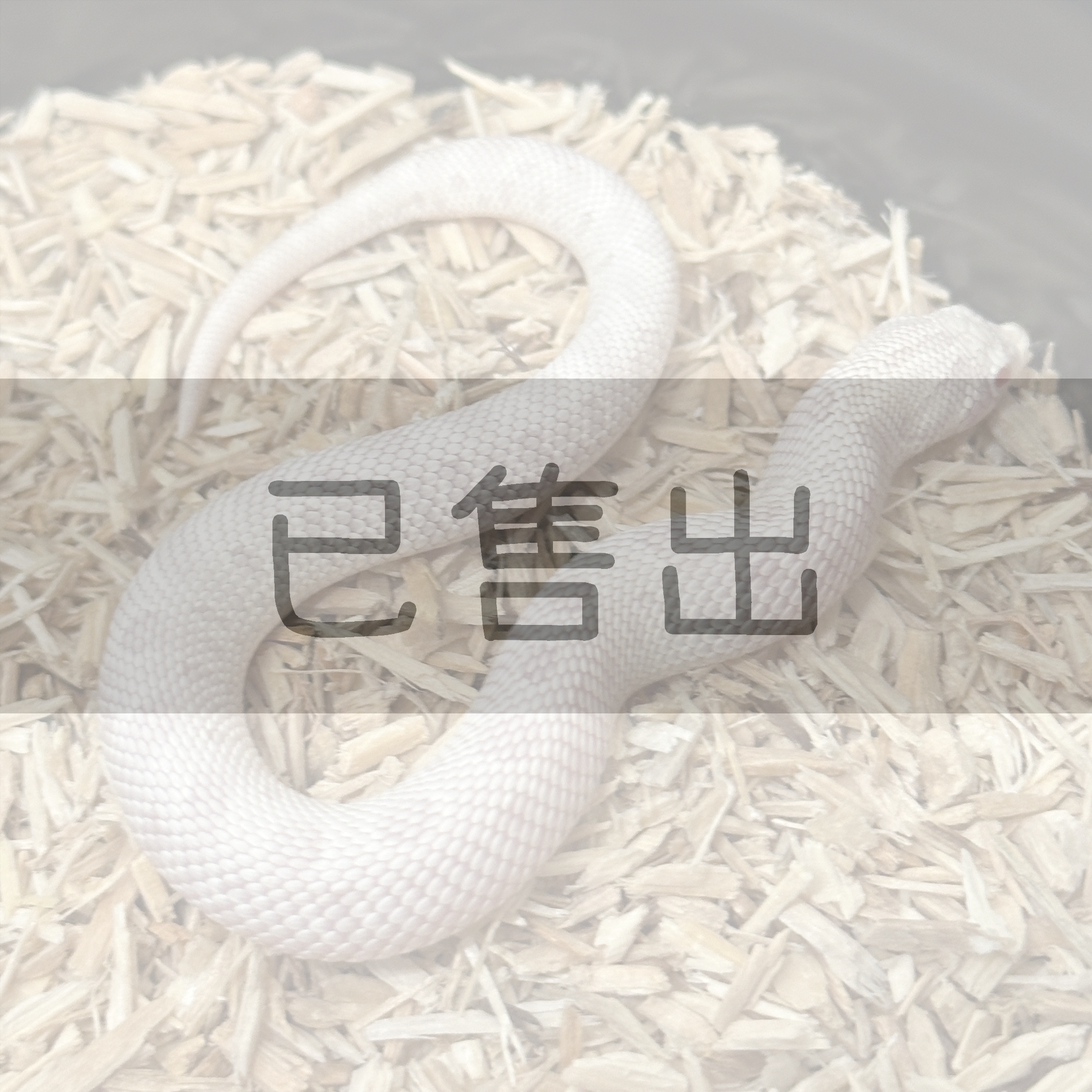 雪白康達-HN0086-M