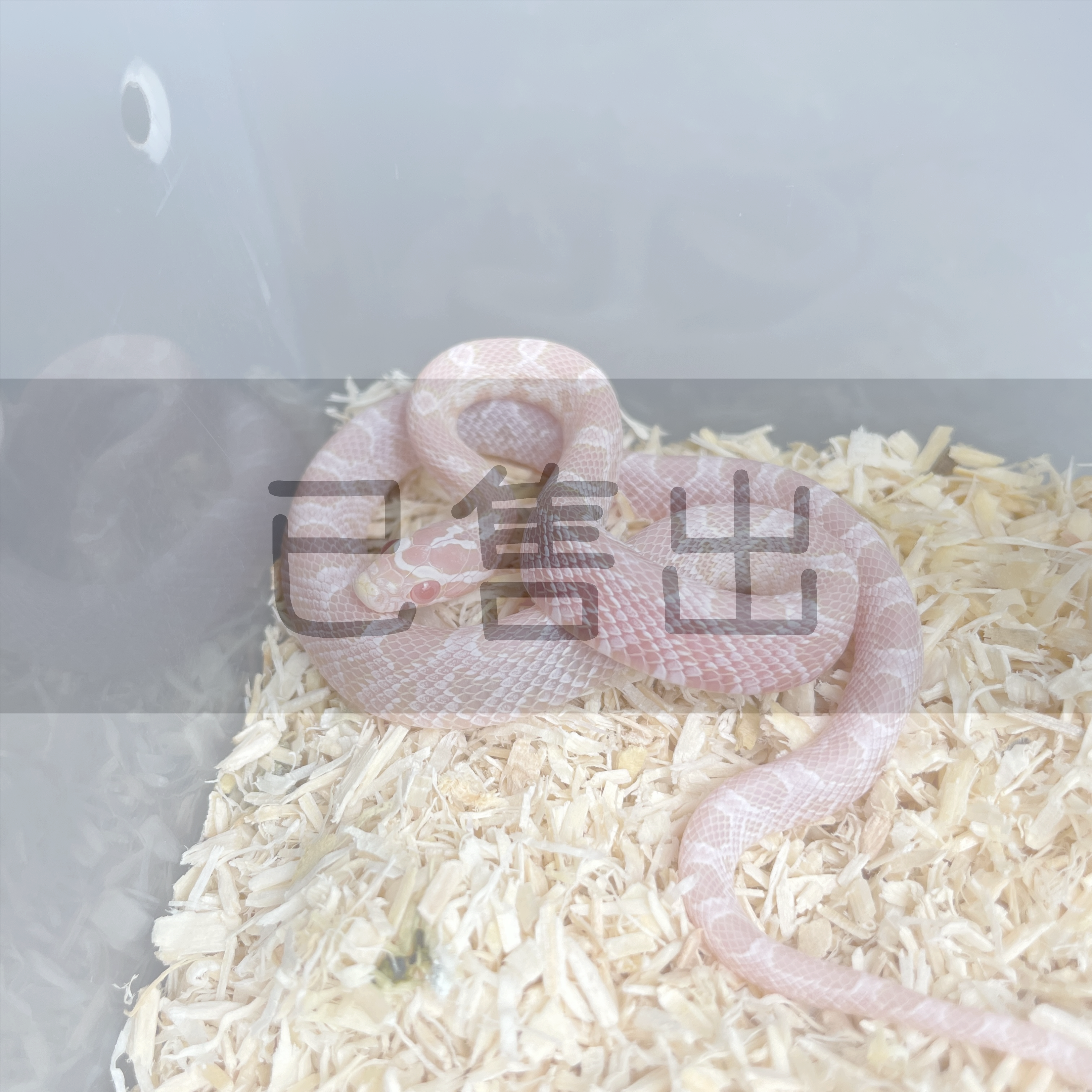 雪白玉米蛇-CO0215-N