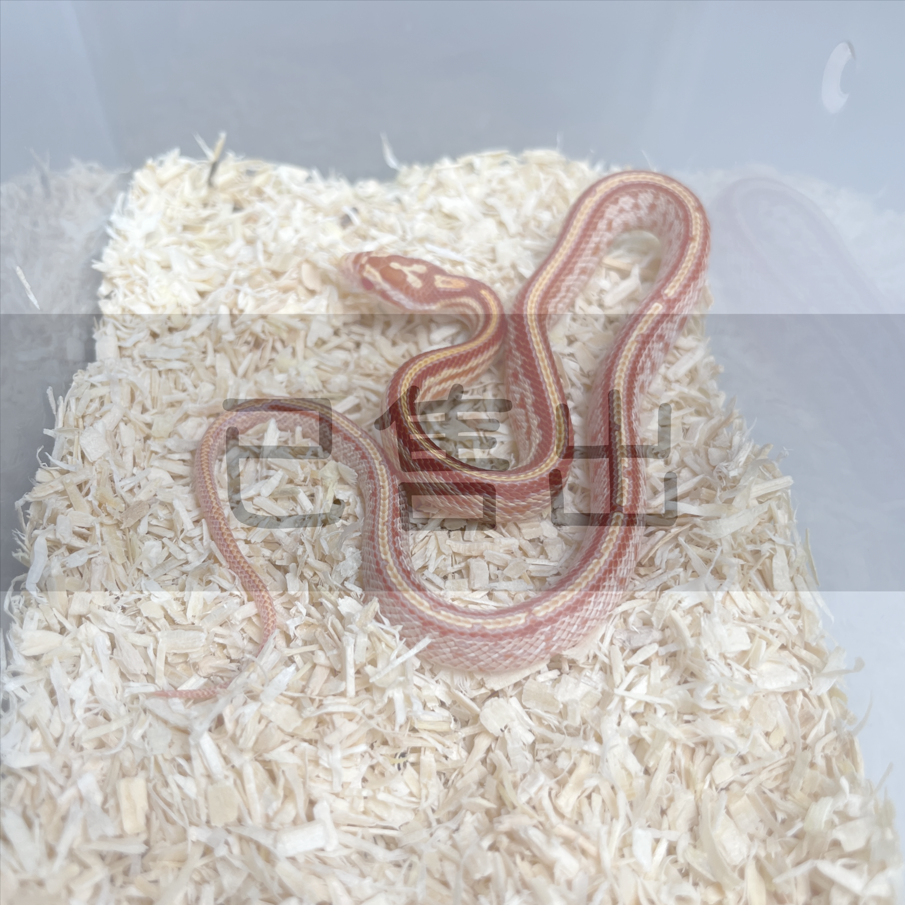 紅泰莎玉米蛇 CO0235-M