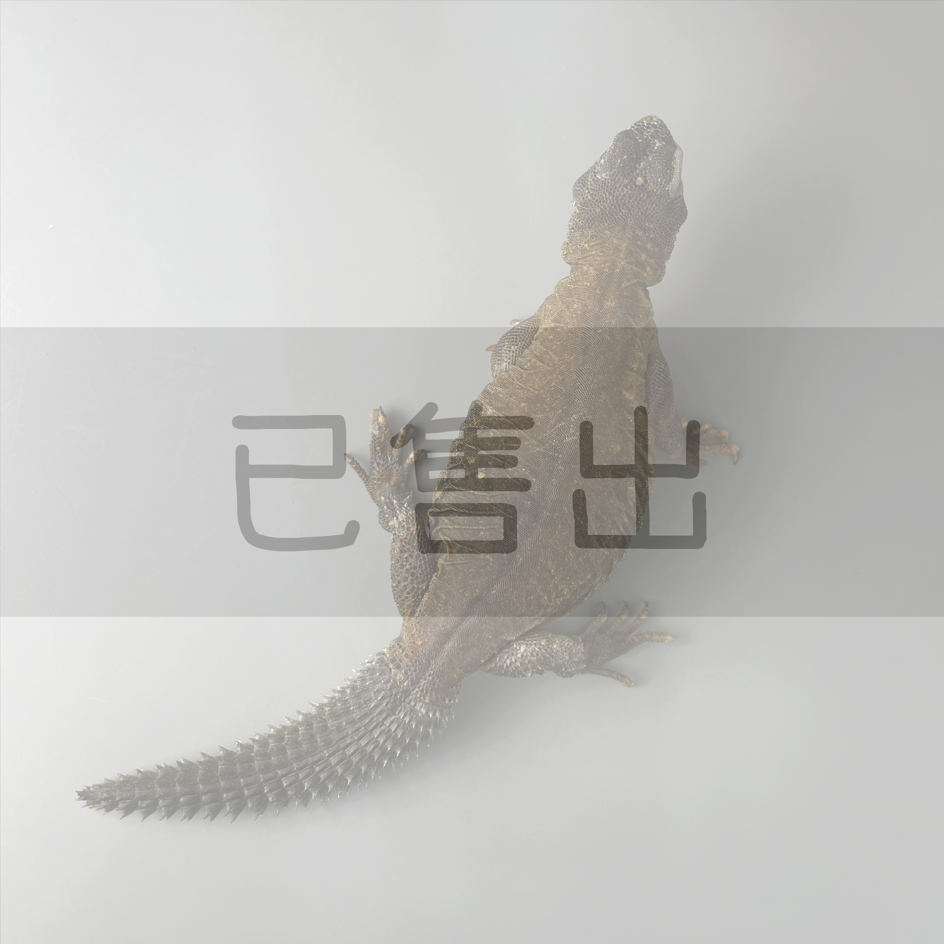 埃及王者蜥-L55006-N