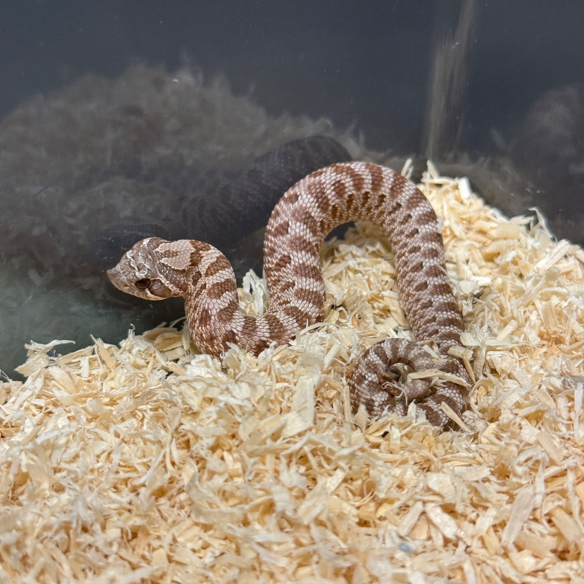 薰衣草豬鼻蛇-HN0111-F