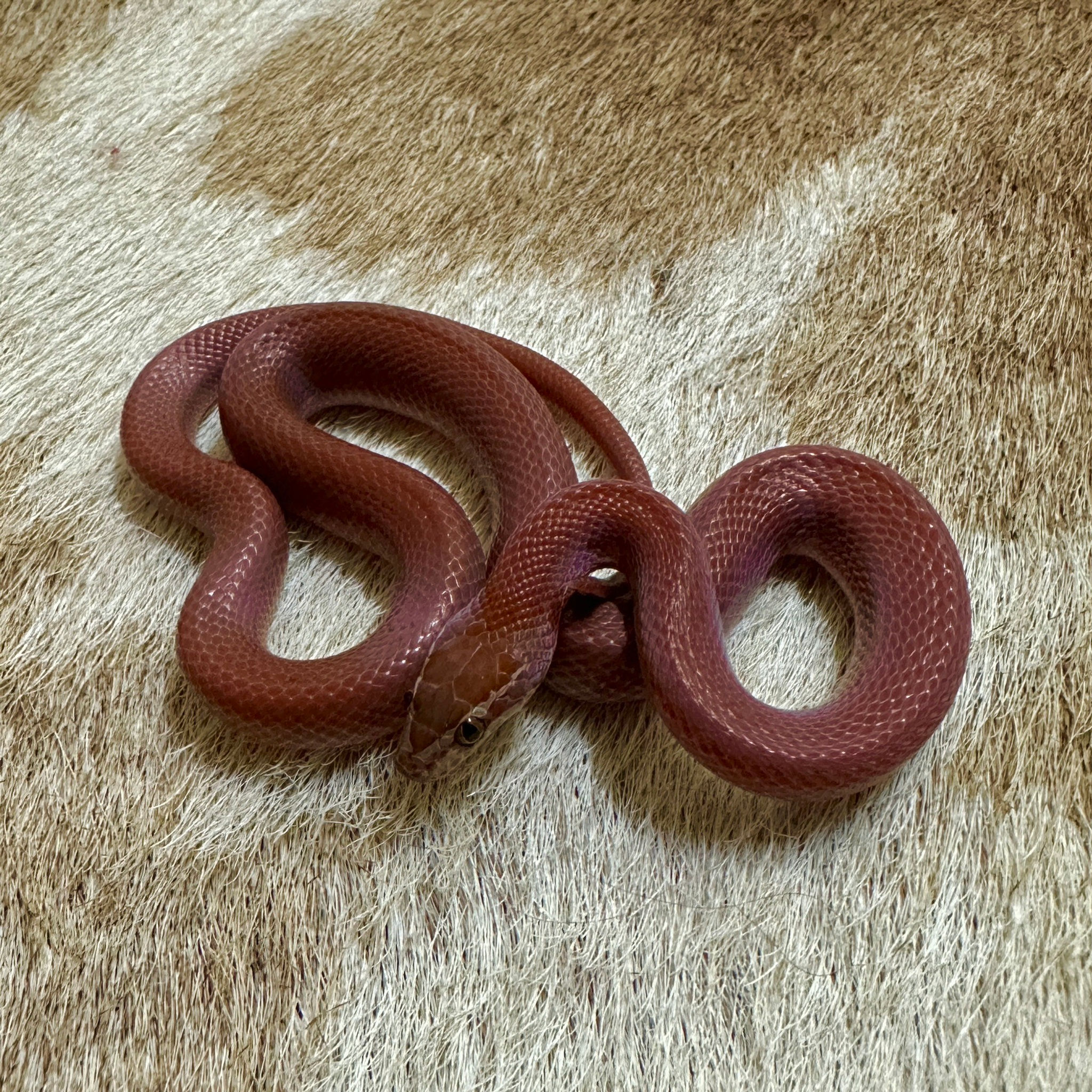 紅肯亞家蛇-HO0017-M