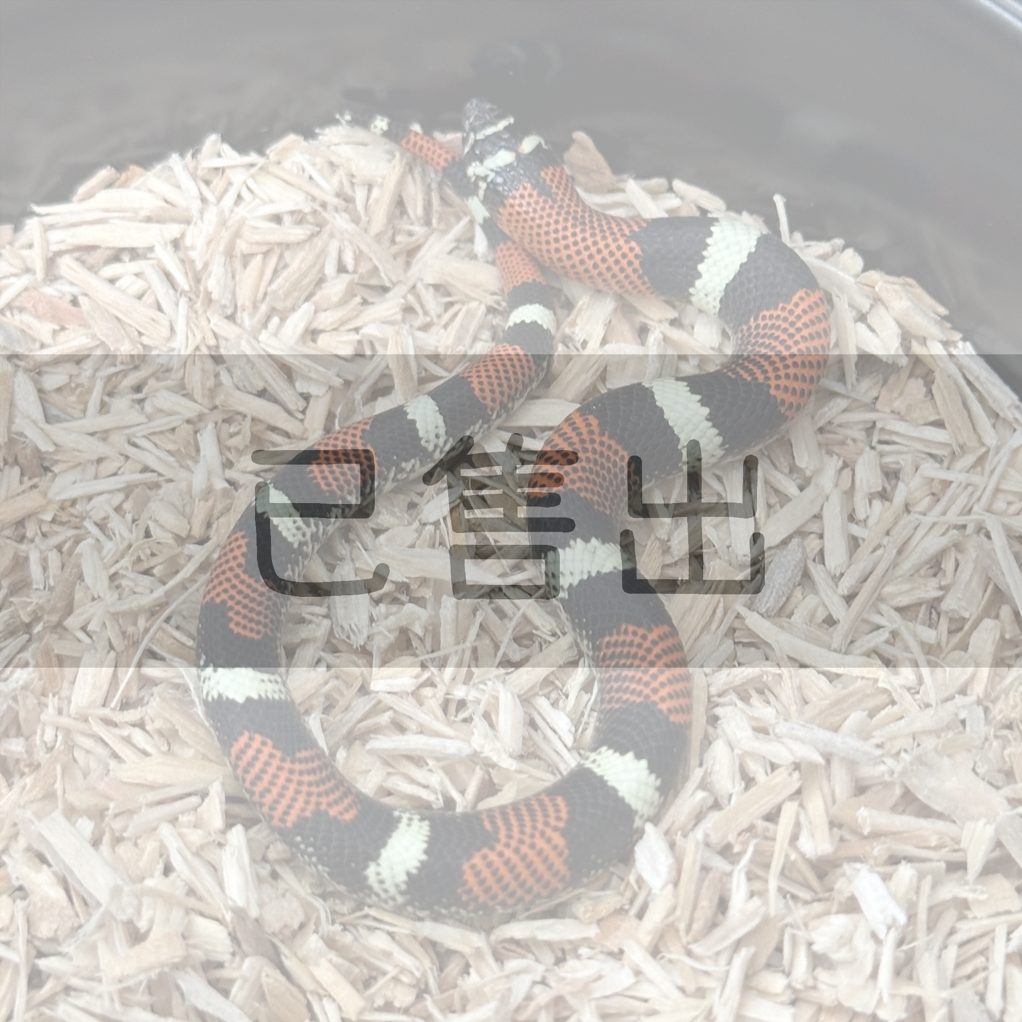 三色豬鼻蛇-HN0100-F