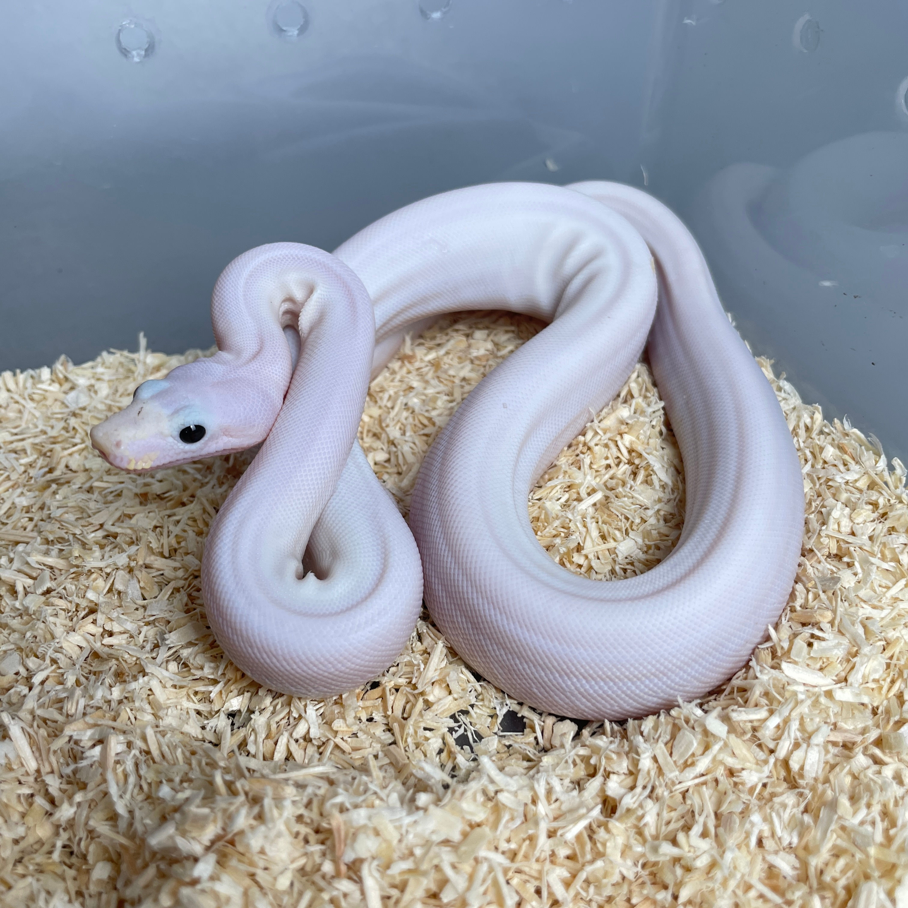 超火紅尾蚺-BC0012-M