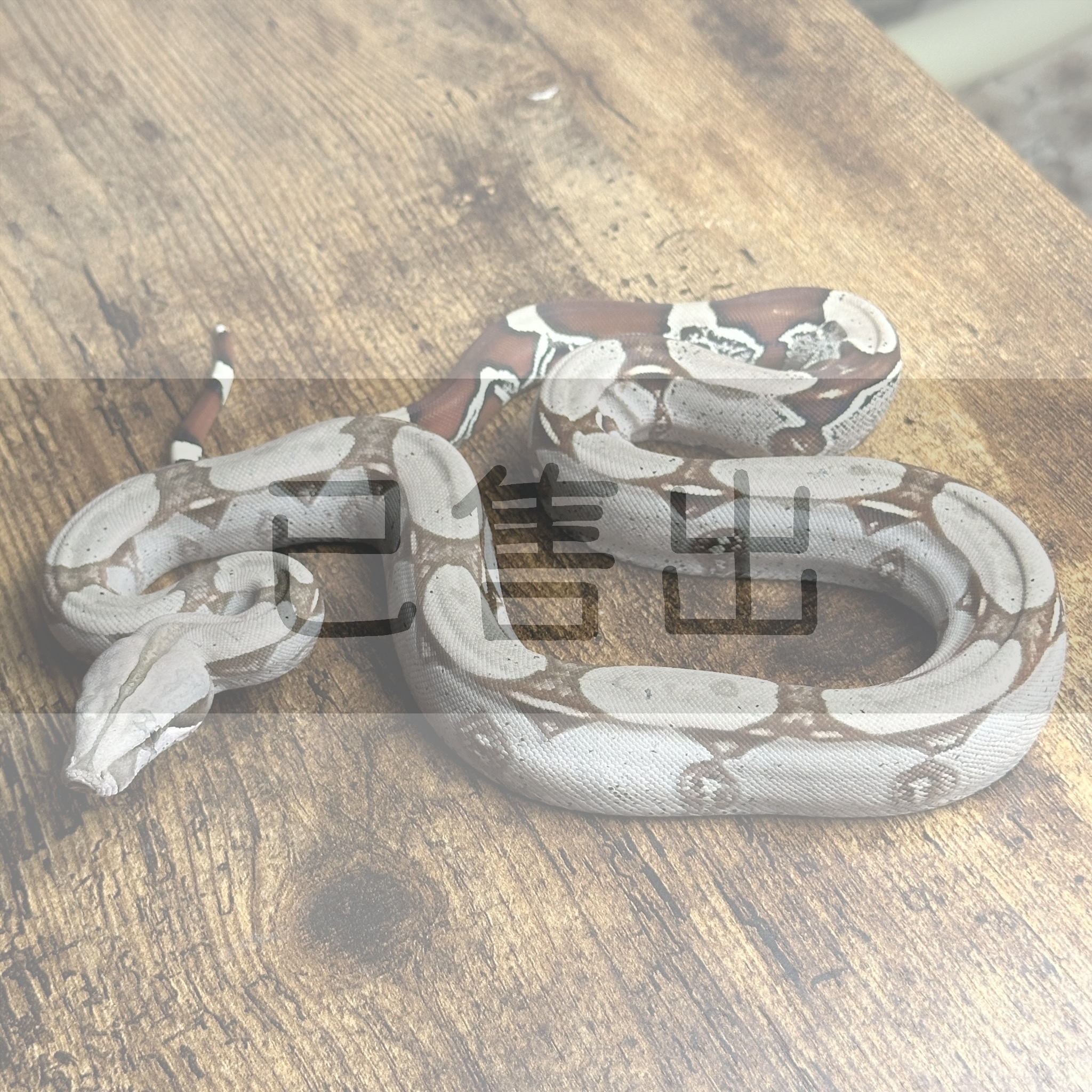 BCC蘇利南紅尾蚺-BC0029-F