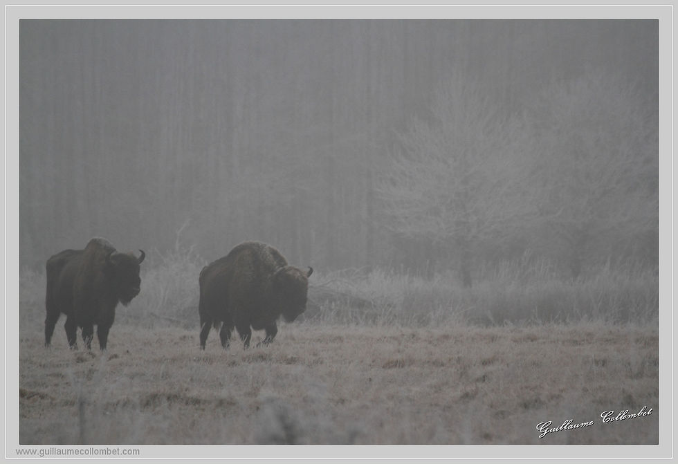 Duo de brume