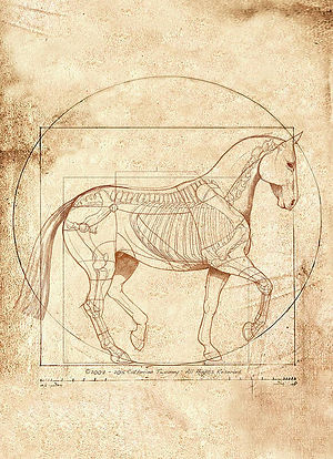 horseanatomy.jpg