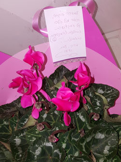 ברכה עם עציץ מתנה