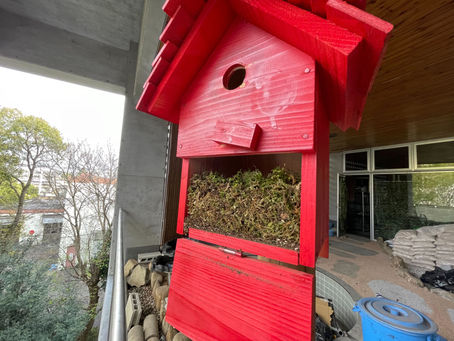 続報ー鳥の巣箱ー
