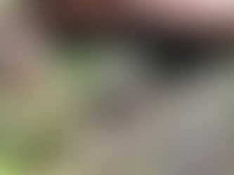 モリアオガエル 現る