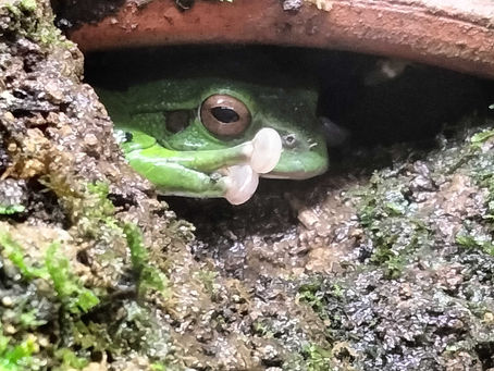 モリアオガエル 現る