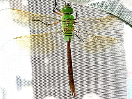 生きもの展示室のギンヤンマ、ヤゴからトンボになりました!