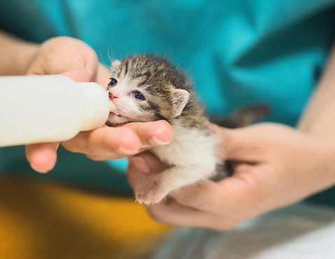 kitten-bottle-feedin-training-with-toronto-humane-society.png