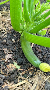 Jhovanz Zuccini.jpeg