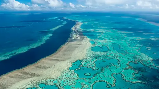 barrier reef.webp