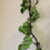 Miniatura: Girlanda z eucalyptu 👍🏻