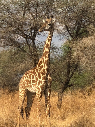 Amazing Safari