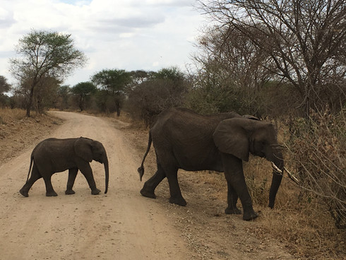 Amazing Safari