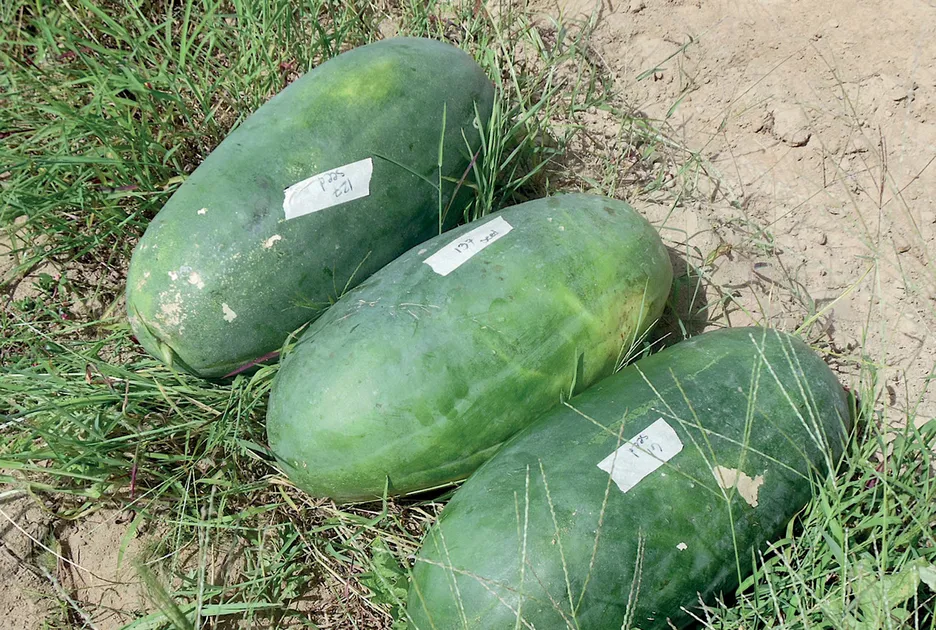 bradford watermelon.webp