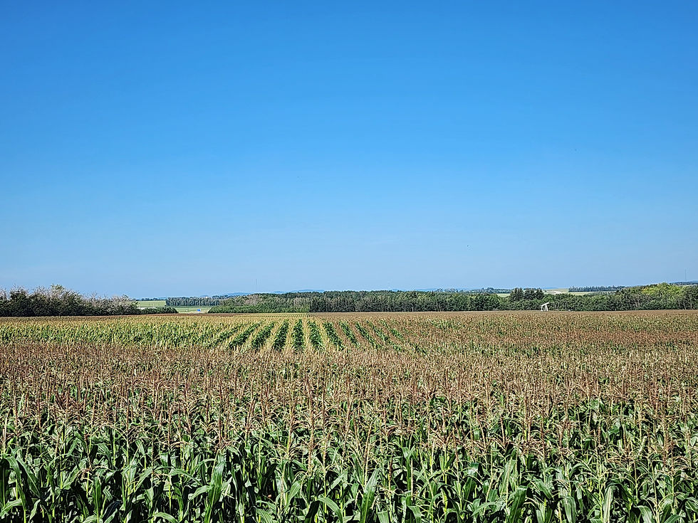 Corn field