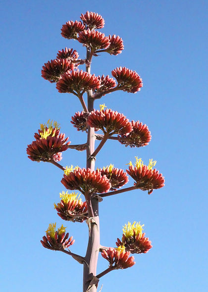 Cactus-flower.jpg