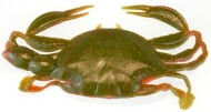 Thumbnail: BERKLEY GULP! SALTWATER 4" Rig Peeler Crab (3/bag