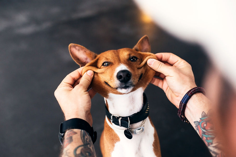 Therapy supports your mental health and help you feel better. Emotional support like pets and creating connection with human can increase our wellbeing. EMDR for all, therapy online to work on grief, loss, trauma, ADHD, Autism, gender, cultural identity, anxiety and depression.