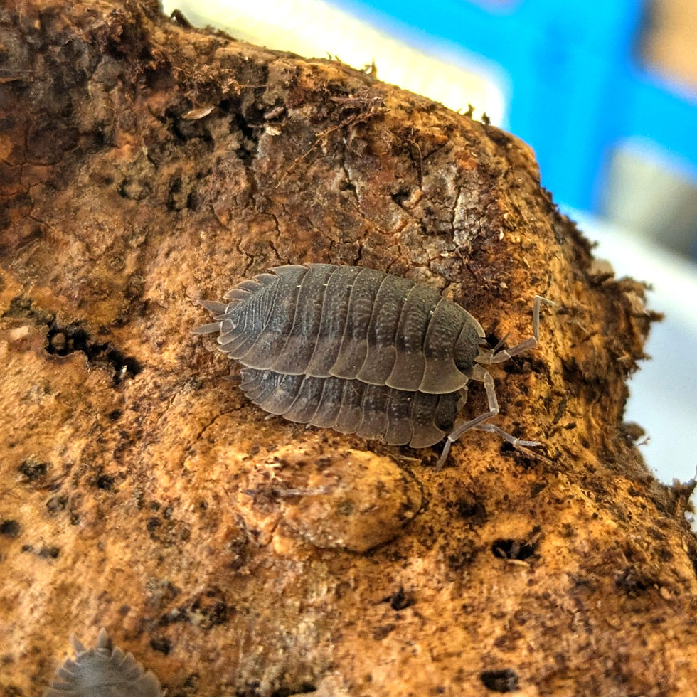 Porcellio cf echinatus "Grey skirt"