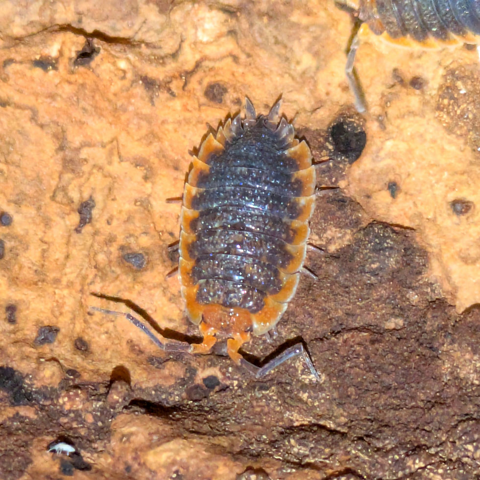 Porcellio cf echinatus "Red skirt"