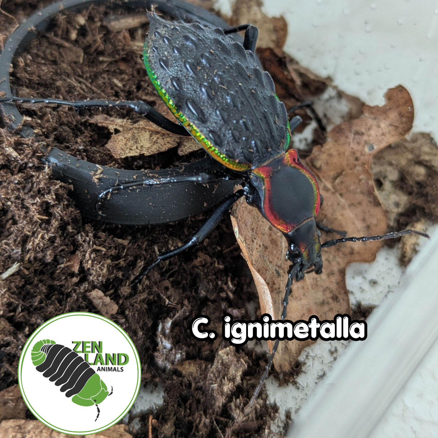 Carabus ignimetalla